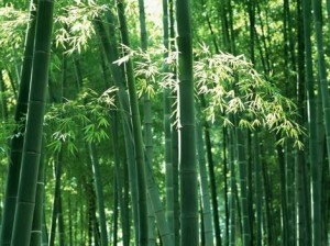 Founders at work: Story of Chinese bamboo-6